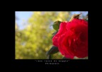 &quot;rosa rossa di maggio&quot;