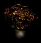 deep night flowers