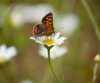 colori della natura