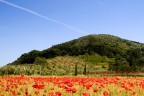 Papaveri