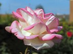 rosa rosa (di citt)