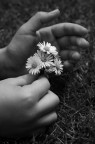 primavera