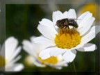 sul fiore