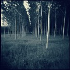 Trees