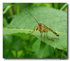 Mosca Scorpione
