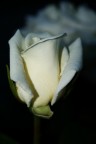 Canon Eos 400d con zoom kit 18-55