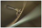 libellula...