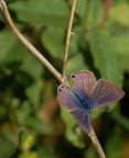 Farfallina