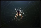 Spider Man