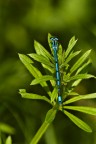 Dragonfly Interista