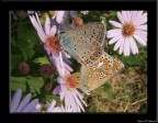 Polyommatus icarus si accoppiano