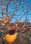 Caco a novembre