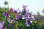 Piccoli fiori