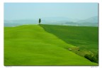 Cipresso di confine