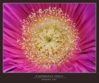 CARPOBROTUS EDULIS