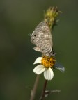 Farfalla 1