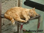 Gatto