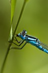 Primo scatto con il mio nuovo vetro macro ..un vecchio ma buon Pentax A100mm f2,8 macro
 iso200 f4,5 1/400 -0,7ev mano libera in post solo piccolo crop, leggera maschera di contrasto e nessun'altro aggiustamento.
Grazie per commenti e suggerimenti..