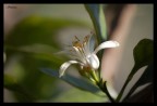 flower 2