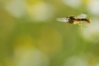 Volo Tranquillo