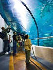 Nell'acquario