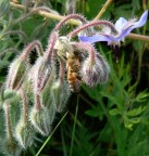 Fatta con una lumix FZ7 in modalita macro graditissimi commenti e critiche
Grazie a tutti