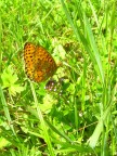 butterfly3