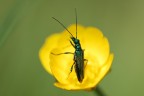 nella coppa d'oro