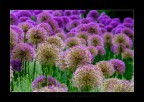 Magenta Fields