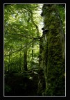 Foresta