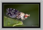 &quot;Petit@Papillon&quot;