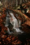 Sottobosco autunnale