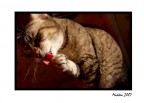 ..gatto..
