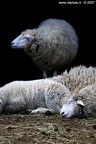 dolce far niente