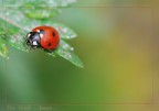 coccinella 3
