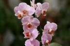 cascata di orchidee per le signore,e chi vuole commentarle
