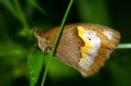 farfalla01