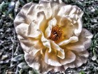 Fiore 1