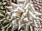 Fiore 2