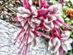 Fiore 4