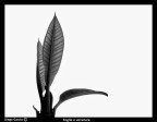 Foglie e venature 2