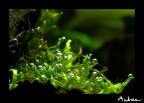 Nikon D70,  Micro-NIKKOR 55mm