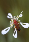 vetroceramica