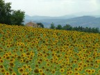 colline delle Marche