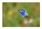 Bluette
