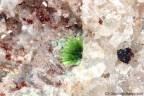 Agardite