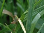 C' del micromosso...lo so, per voglio farvela vedere perch  la prima volta che fotografo un grillo che mi fa il saluto militare...ciao!!