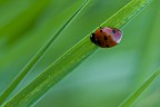 Prime luci del giorno (ore 6:57)  iso400 180mm f18 1/10 treppiede

..lo so  la solita coccinella, ma sar perch erano neanche le 7 del mattino e la vedevo dormire cos... ..insomma mi ha ispirato tanta tenerezza