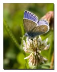 Farfalla