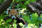 Panda Minore 2